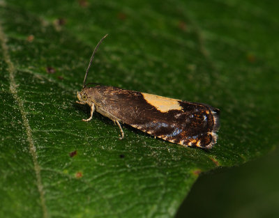 1599 Pammene regiana 030.jpg