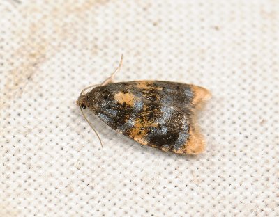 1234 Spatalistis bifasciana 066.jpg