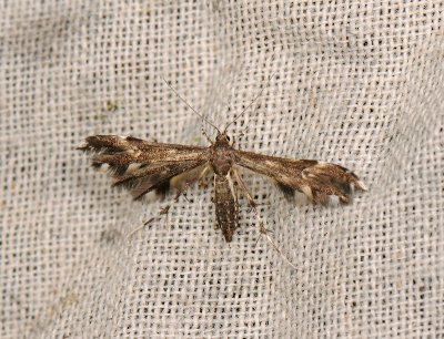 1681   Pselnophorus heterodactyla  082.jpg