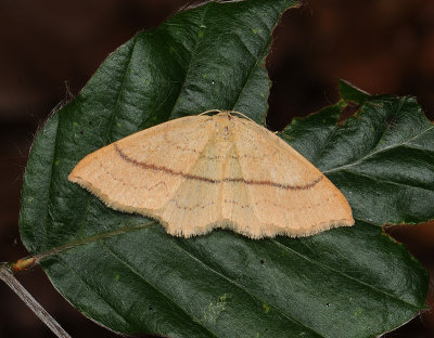 2289   Cyclophora linearia  092.jpg