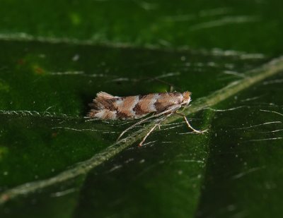 0386   Phyllonorycter trifasciella  115.jpg