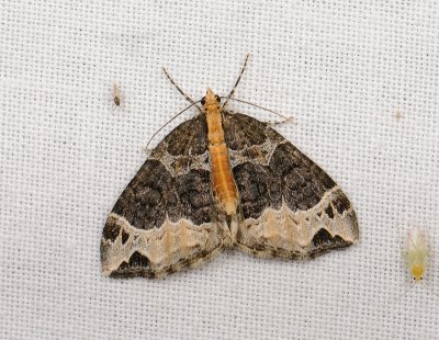 2372 Ecliptopera capitata 122.jpg