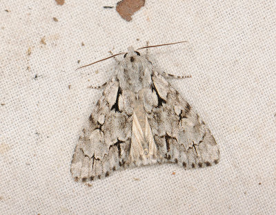 2559 Acronicta cuspis 124.jpg