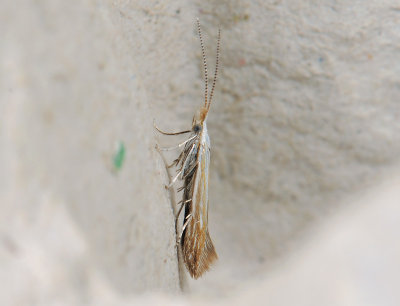 0870   Coleophora  179.jpg