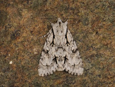 2559 Acronicta cuspis 222.jpg
