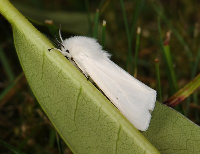 3129   Spilosoma urticae  247.jpg