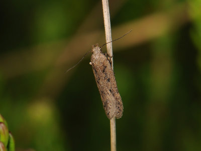 0969   ?Bryotropha desertella?  020.jpg