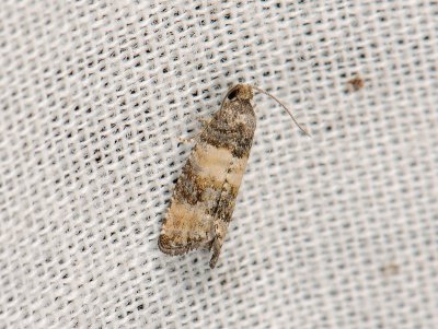 1417 Piniphila bifasciana 065.jpg