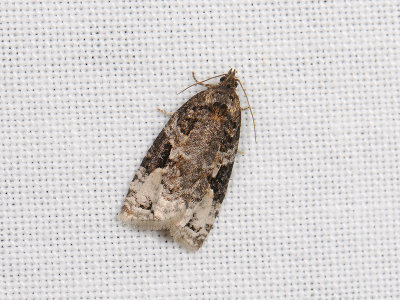 1361 Apotomis semifasciana 022.jpg