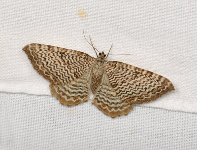 2408   Rheumaptera undulata  049.jpg
