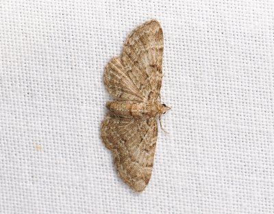 2489   Pasiphila chloerata  065.jpg