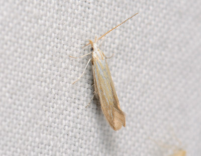 0870   Coleophora  068.jpg