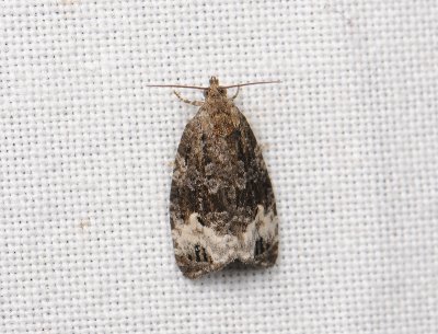 1370 Apotomis capreana 089.jpg