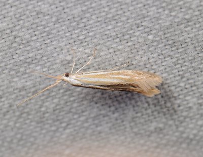 0870   Coleophora  099.jpg