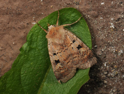 3022 Diarsia mendica 119.jpg