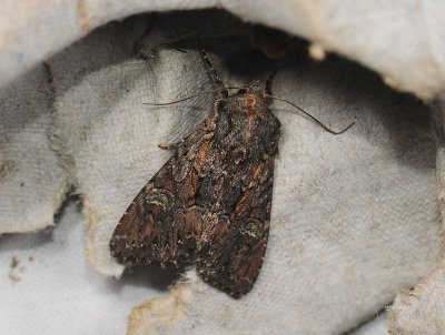 2787 Mniotype adusta 148.jpg