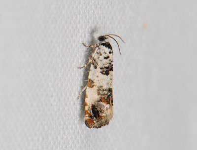 1480 Eucosma campoliliana 035.jpg