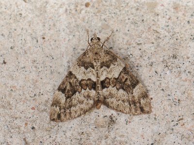 2383 Thera variata 096.jpg