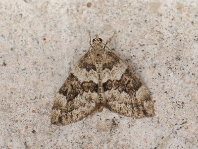 2383   Thera variata  096.jpg