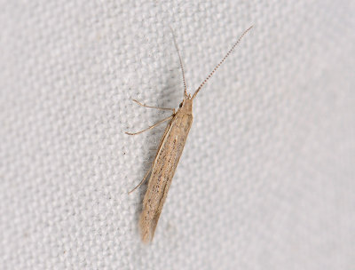 0870   Coleophora  006.jpg