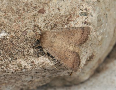 2799 Hoplodrina octogenaria 009.jpg