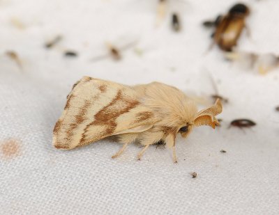 1939   Malacosoma castrensis  016.jpg
