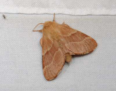 1938   Malacosoma neustria  053.jpg