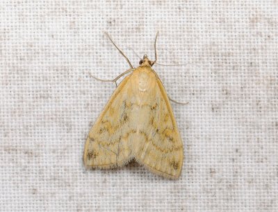 1904 Sitochroa verticalis 073.jpg