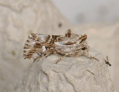 2697   Calophasia lunula  088.jpg