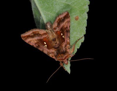 2649 Autographa jota 491.jpg