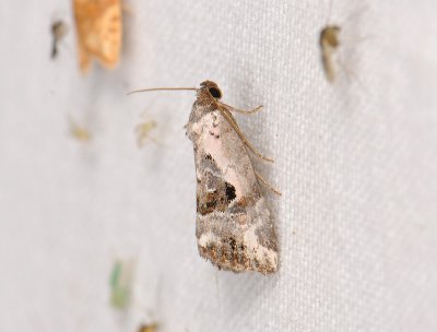 2792 Elaphria venustula 091.jpg