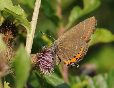 2051 Satyrium pruni 155.jpg