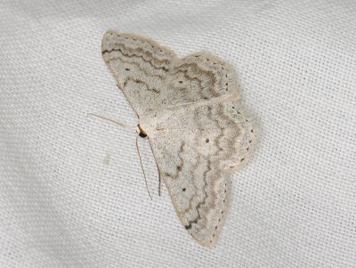 2300   Scopula incanata  004.jpg