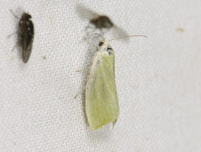 3094 Earias clorana 011.jpg