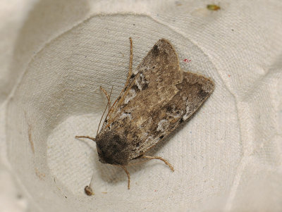 3044 Xestia ashworthii 109.jpg