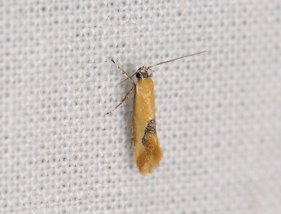 0712 Batia internella 133.jpg