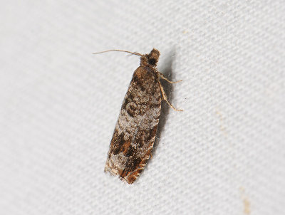 1542 Ancylis achatana 025.jpg