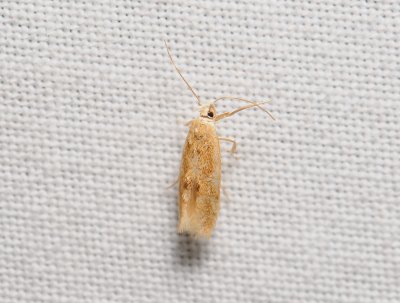 0879   Mompha ochraceella  041.jpg