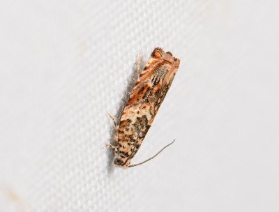 1492 Gypsonoma minutana 050.jpg