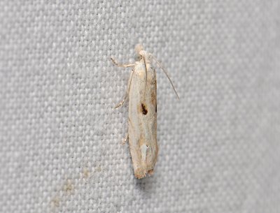 1483   Eucosma lacteana  054.jpg