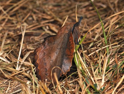 1947   Gastropacha quercifolia  089.jpg