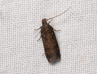 1024 Chinodes distinctella 126.jpg