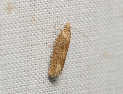 1469 Pelochrista caecimaculana 067.jpg