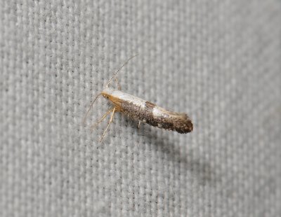 0455 Argyresthia spinosella 073.jpg