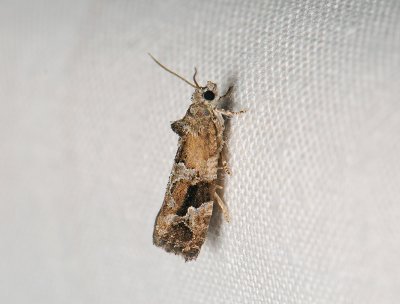 1356 Eudemis porphyrana 103.jpg