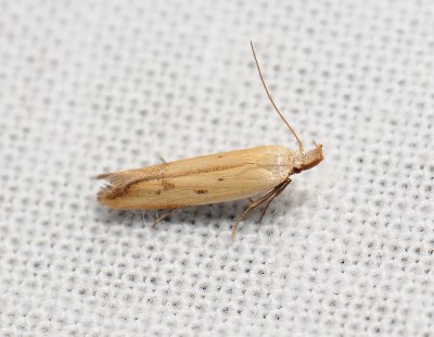 1102 Mesophleps silacella 107.jpg