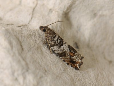 1542 Ancylis achatana 117.jpg