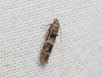 0904   Sorhagenia sp.  147.jpg