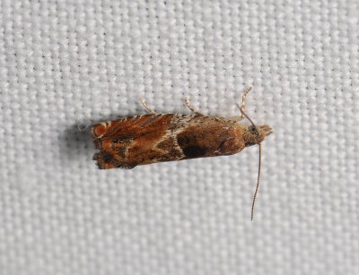 1457   Epinotia tenerana  166.jpg