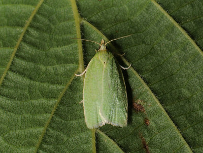 1235 Tortrix viridana 267.jpg